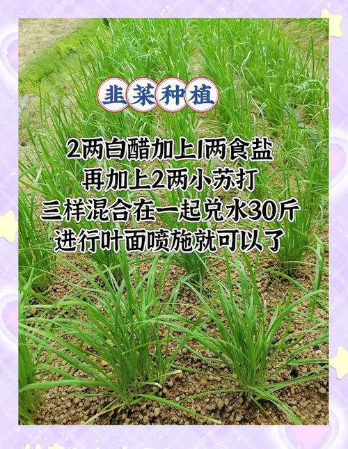 韭菜栽培技术及要点?韭菜的栽培与管理视频?-第5张图片-优品飞百科 韭菜栽培技术及要点?韭菜的栽培与管理视频?-第5张图片-优品飞百科