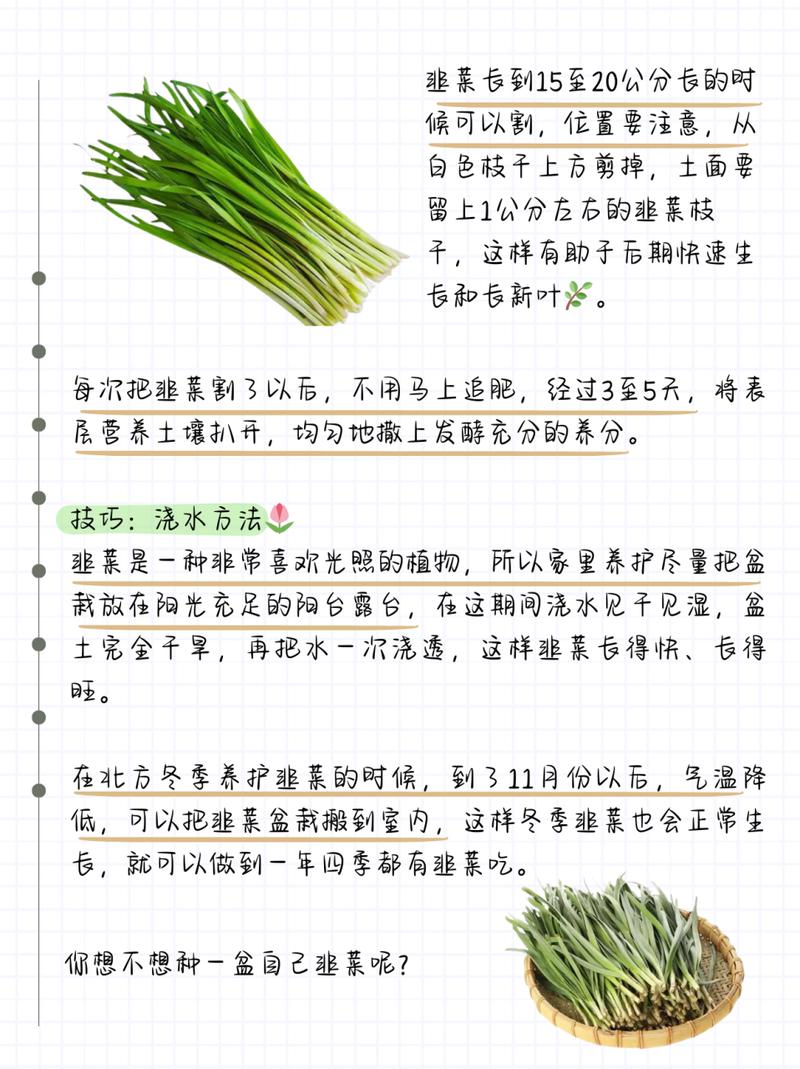 韭菜栽培技术及要点?韭菜的栽培与管理视频?-第6张图片-优品飞百科 韭菜栽培技术及要点?韭菜的栽培与管理视频?-第6张图片-优品飞百科
