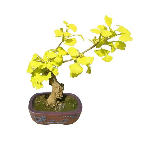 银杏嫁接最佳时间?怎样嫁接银杏树什么时候嫁接?-第3张图片-优品飞百科 银杏嫁接最佳时间?怎样嫁接银杏树什么时候嫁接?-第3张图片-优品飞百科