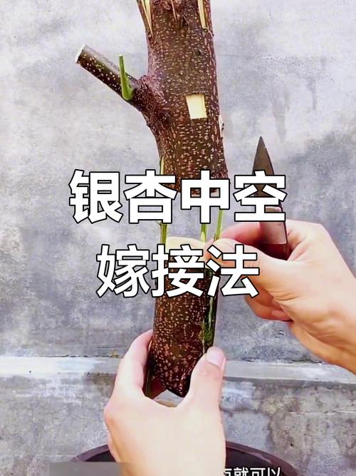 银杏嫁接最佳时间?怎样嫁接银杏树什么时候嫁接?-第2张图片-优品飞百科 银杏嫁接最佳时间?怎样嫁接银杏树什么时候嫁接?-第2张图片-优品飞百科
