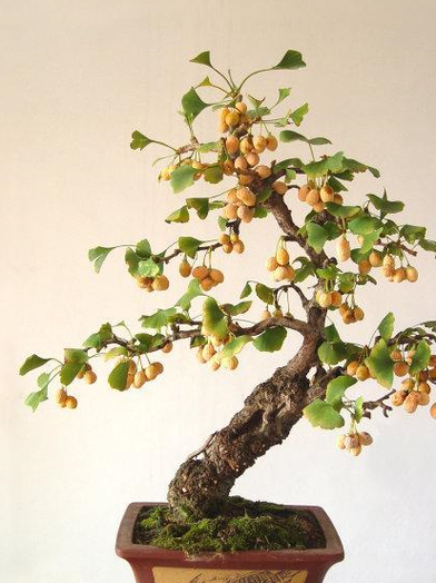 银杏嫁接最佳时间?怎样嫁接银杏树什么时候嫁接?-第4张图片-优品飞百科 银杏嫁接最佳时间?怎样嫁接银杏树什么时候嫁接?-第4张图片-优品飞百科