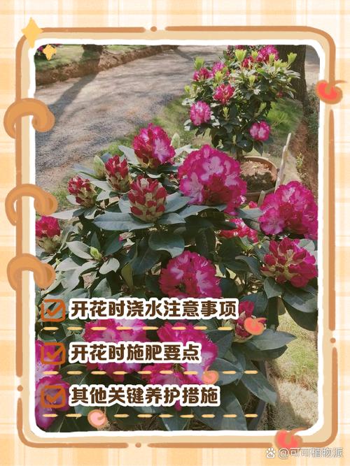 杜鹃开花后如何养护，杜鹃开花后如何养护视频