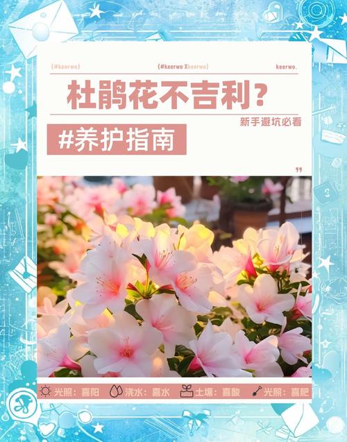 杜鹃开花后如何养护，杜鹃开花后如何养护视频-第3张图片-优品飞百科