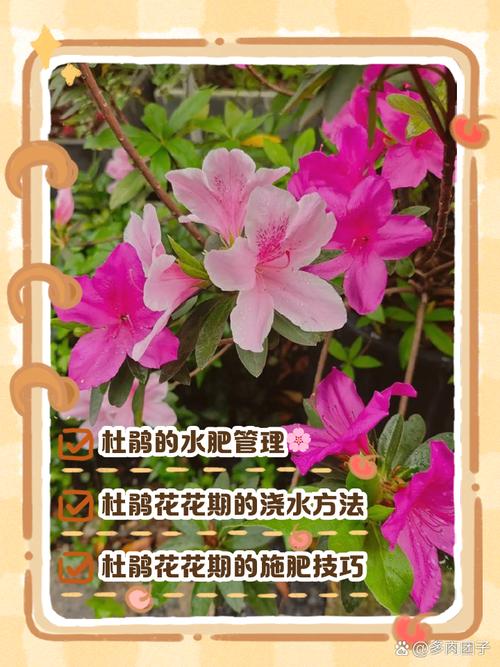 杜鹃开花后如何养护，杜鹃开花后如何养护视频-第4张图片-优品飞百科