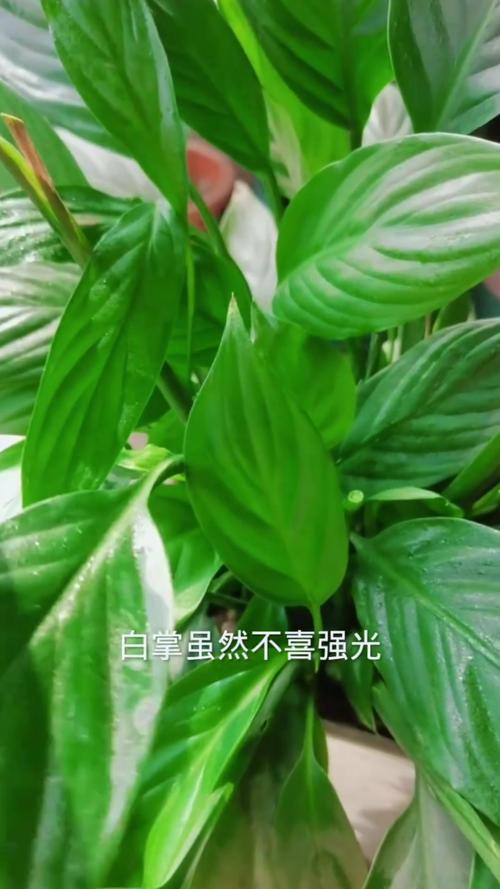 白掌的叶子稀少怎么办？白掌的叶子稀少怎么办视频？