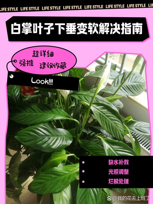 白掌的叶子稀少怎么办?白掌的叶子稀少怎么办视频?-第2张图片-优品飞百科 白掌的叶子稀少怎么办?白掌的叶子稀少怎么办视频?-第2张图片-优品飞百科