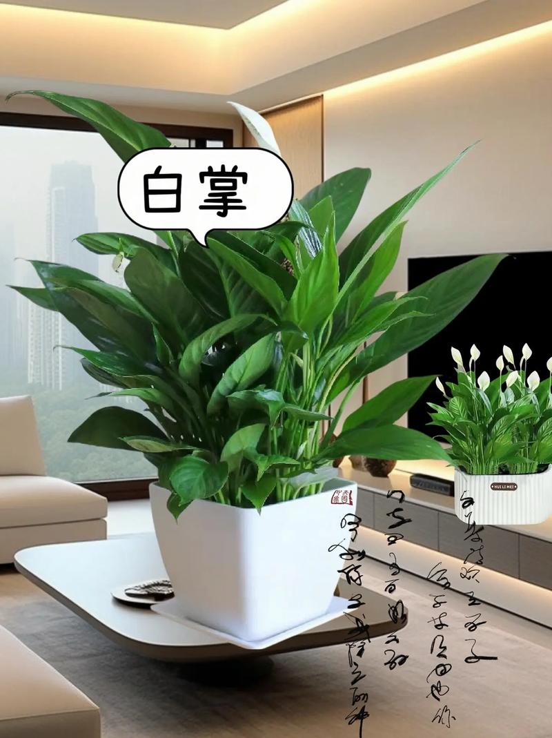 白掌的叶子稀少怎么办?白掌的叶子稀少怎么办视频?-第3张图片-优品飞百科 白掌的叶子稀少怎么办?白掌的叶子稀少怎么办视频?-第3张图片-优品飞百科