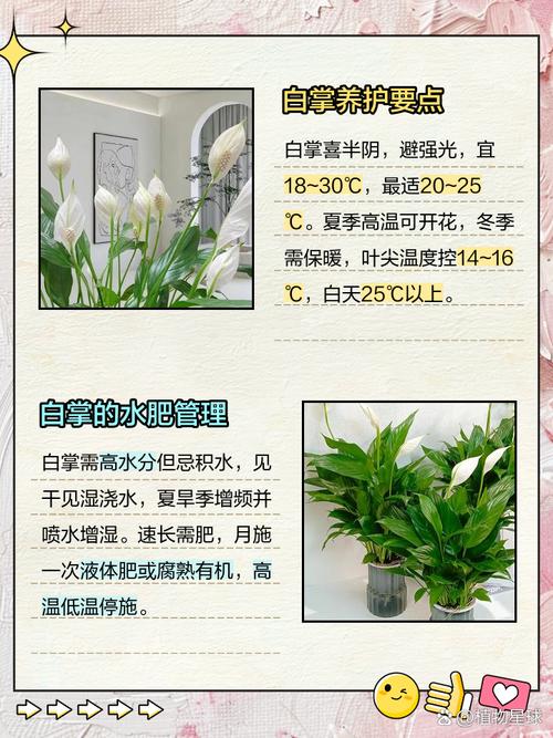 白掌的叶子稀少怎么办?白掌的叶子稀少怎么办视频?-第4张图片-优品飞百科 白掌的叶子稀少怎么办?白掌的叶子稀少怎么办视频?-第4张图片-优品飞百科