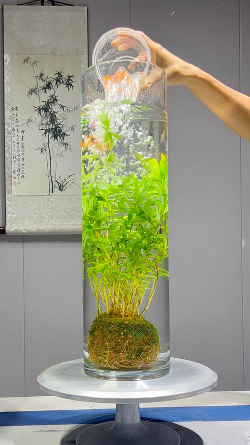 家里怎么养盆栽竹子，家里养盆栽竹子有什么讲究？