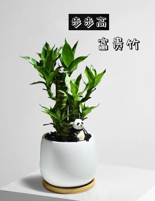 家里怎么养盆栽竹子，家里养盆栽竹子有什么讲究？-第2张图片-优品飞百科