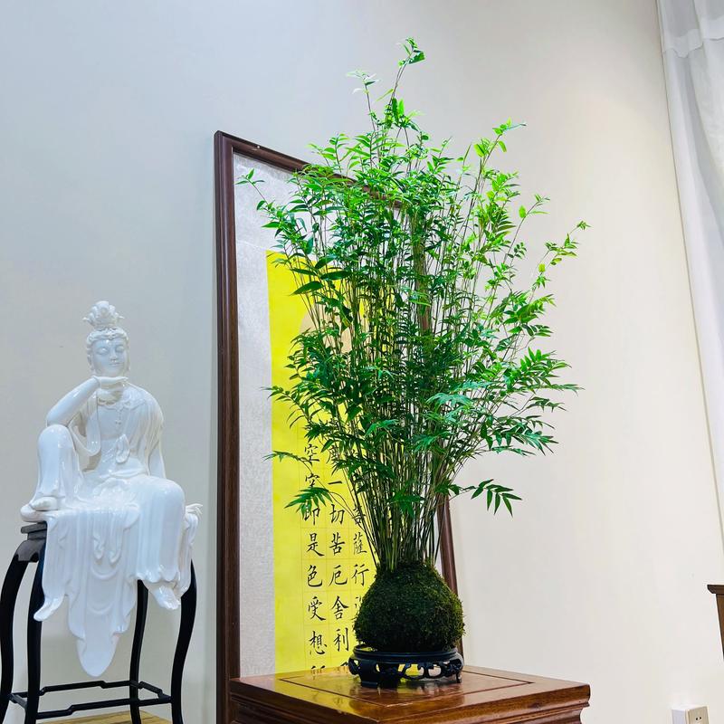 家里怎么养盆栽竹子，家里养盆栽竹子有什么讲究？-第3张图片-优品飞百科