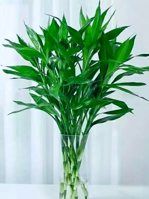 家里怎么养盆栽竹子，家里养盆栽竹子有什么讲究？-第4张图片-优品飞百科