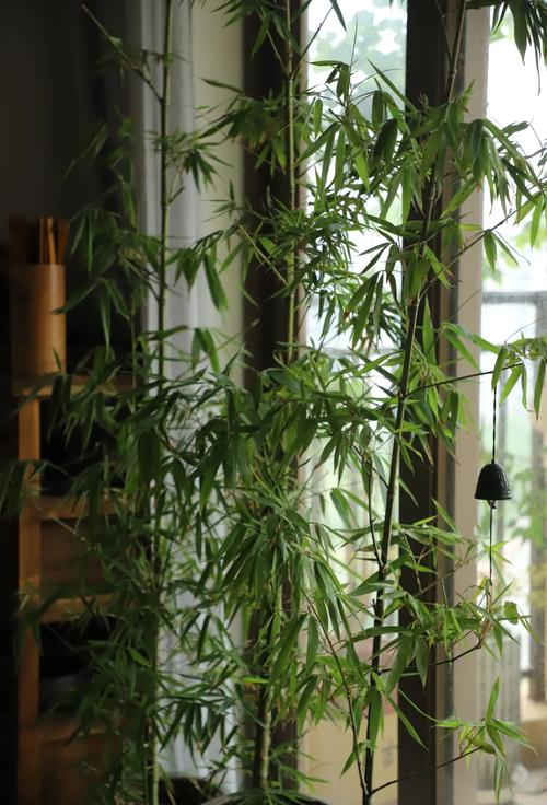家里怎么养盆栽竹子，家里养盆栽竹子有什么讲究？-第5张图片-优品飞百科