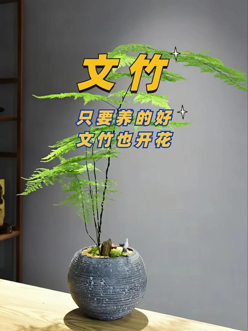 家里怎么养盆栽竹子，家里养盆栽竹子有什么讲究？-第6张图片-优品飞百科