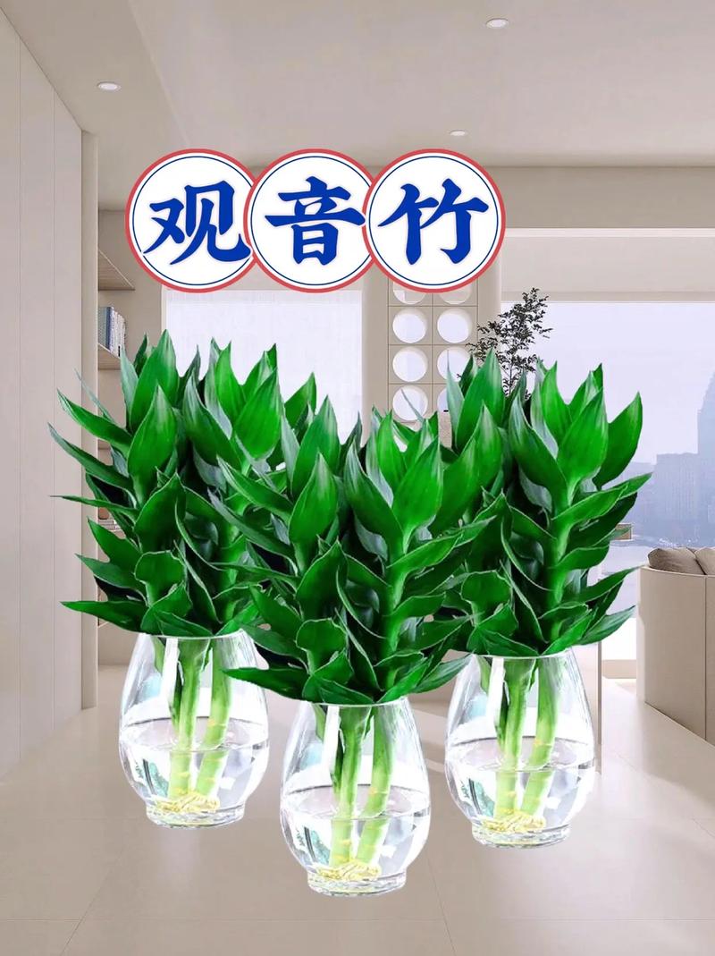 家里怎么养盆栽竹子，家里养盆栽竹子有什么讲究？-第7张图片-优品飞百科