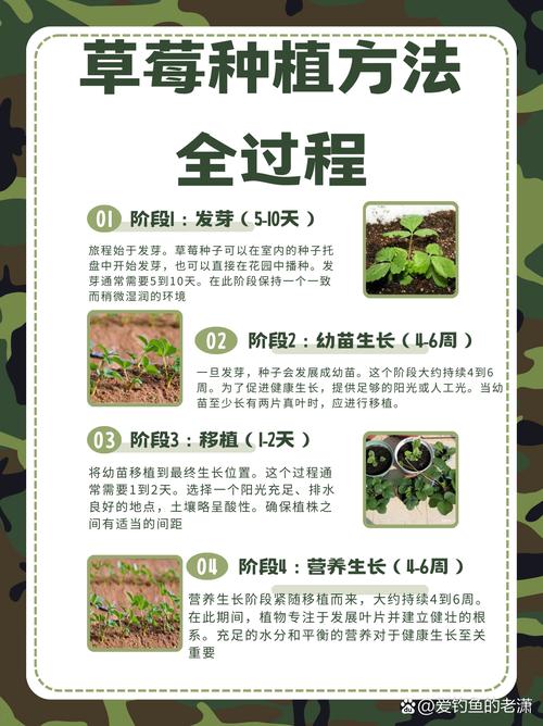 大棚草莓施肥方案，大棚草莓施肥技术与管理