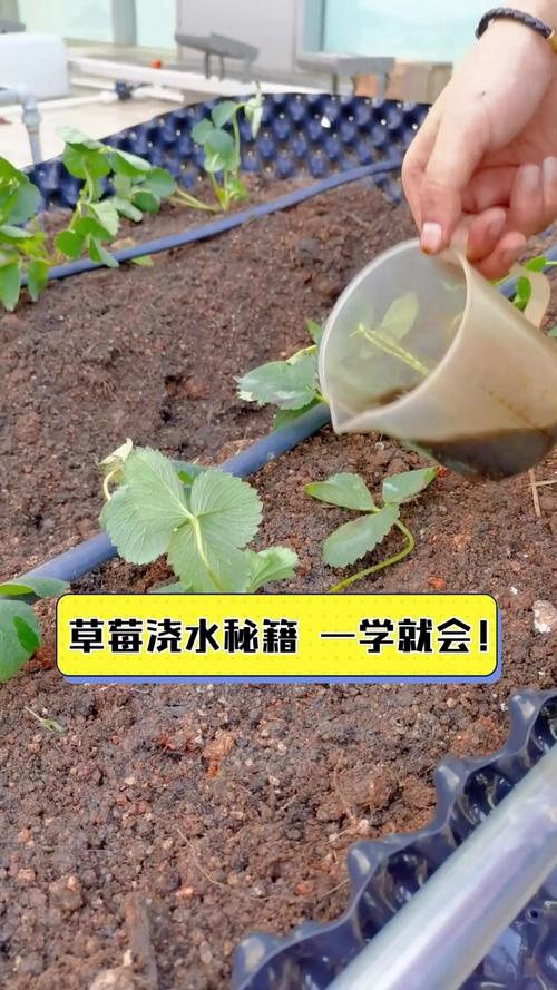 大棚草莓施肥方案，大棚草莓施肥技术与管理-第2张图片-优品飞百科