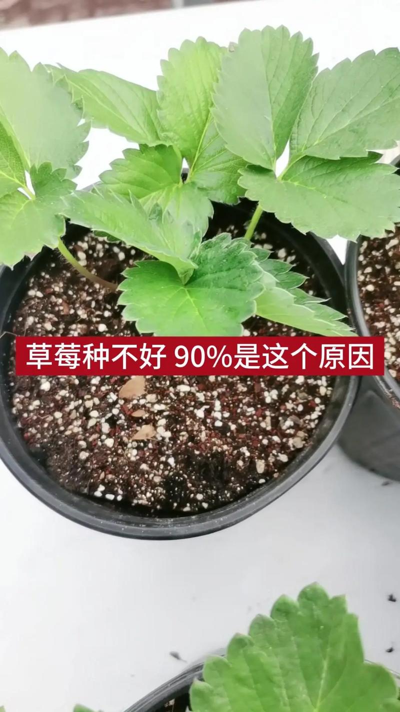 大棚草莓施肥方案，大棚草莓施肥技术与管理-第4张图片-优品飞百科