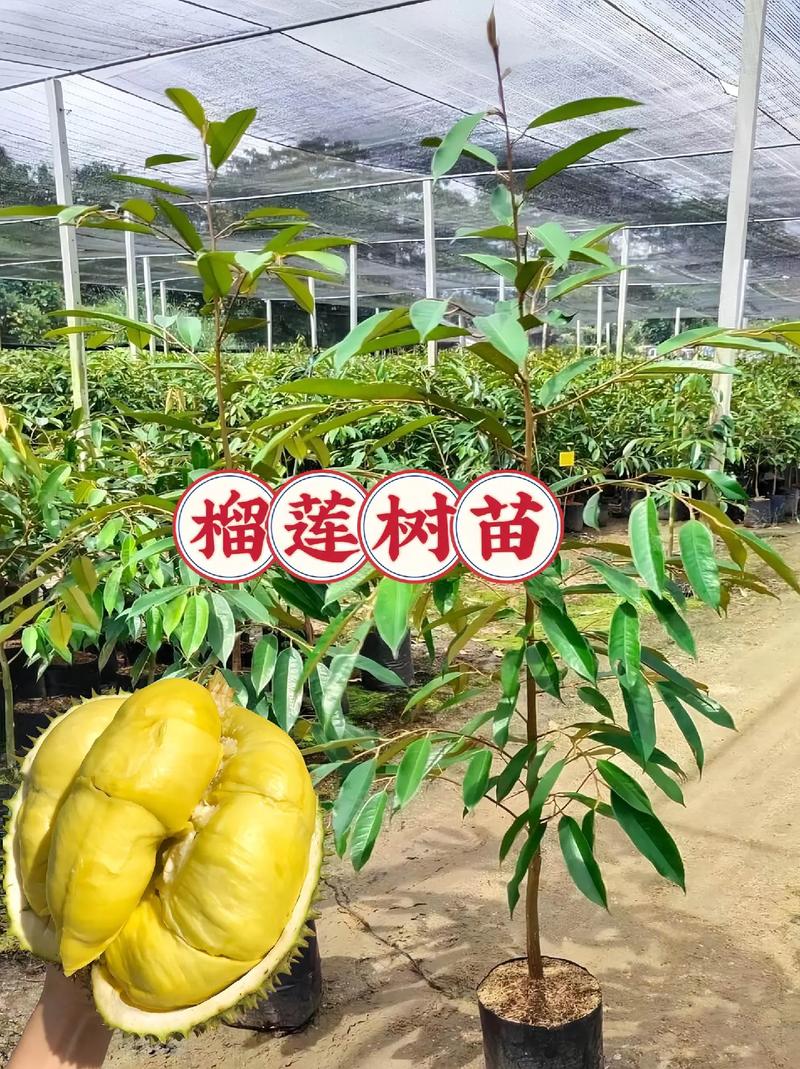 榴莲春天怎么养？榴莲怎么种?在什么季节种?？