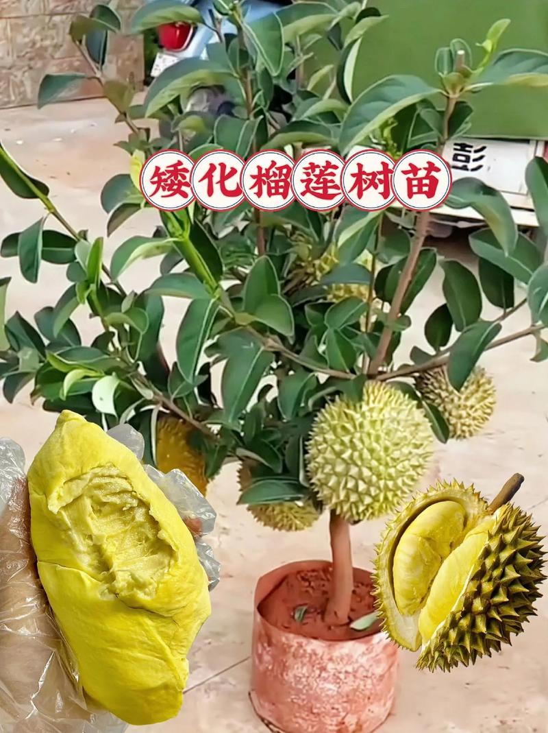 榴莲春天怎么养？榴莲怎么种?在什么季节种?？-第2张图片-优品飞百科