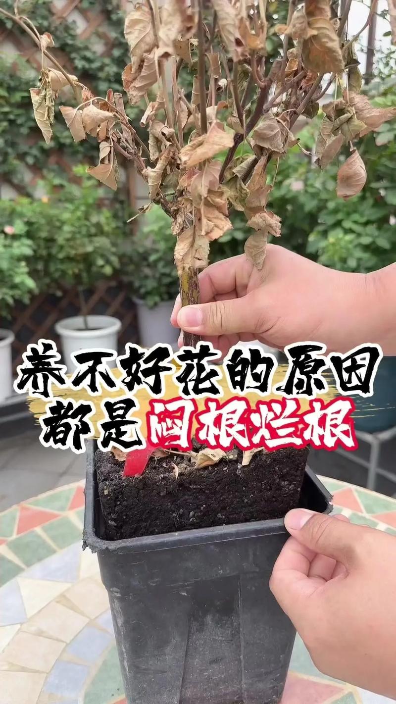 丁香烂根怎么办？丁香根腐病？-第1张图片-优品飞百科