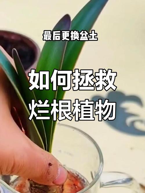 丁香烂根怎么办？丁香根腐病？-第2张图片-优品飞百科