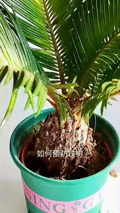 丁香烂根怎么办？丁香根腐病？-第4张图片-优品飞百科