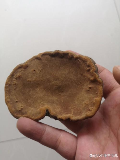 丁香烂根怎么办？丁香根腐病？-第5张图片-优品飞百科