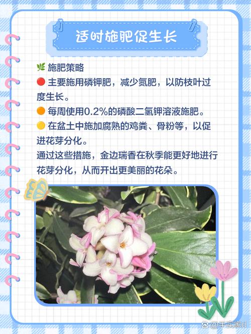 金边瑞香怎么养，金边瑞香怎么养殖方法和注意事项？