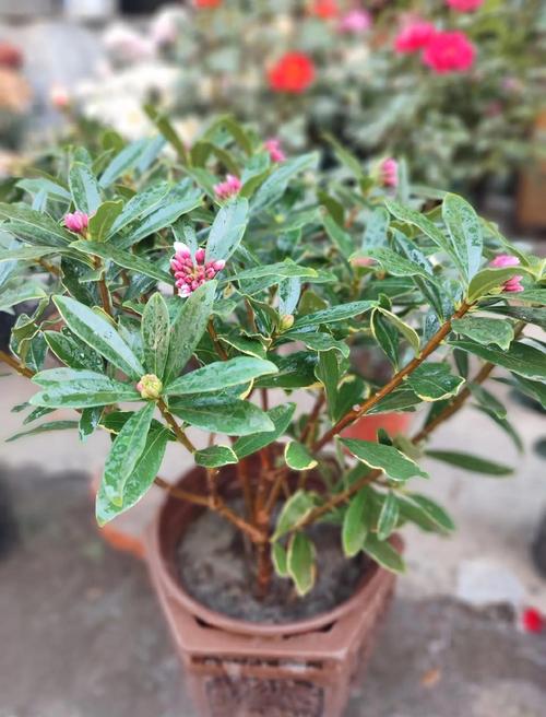 金边瑞香怎么养，金边瑞香怎么养殖方法和注意事项？-第2张图片-优品飞百科