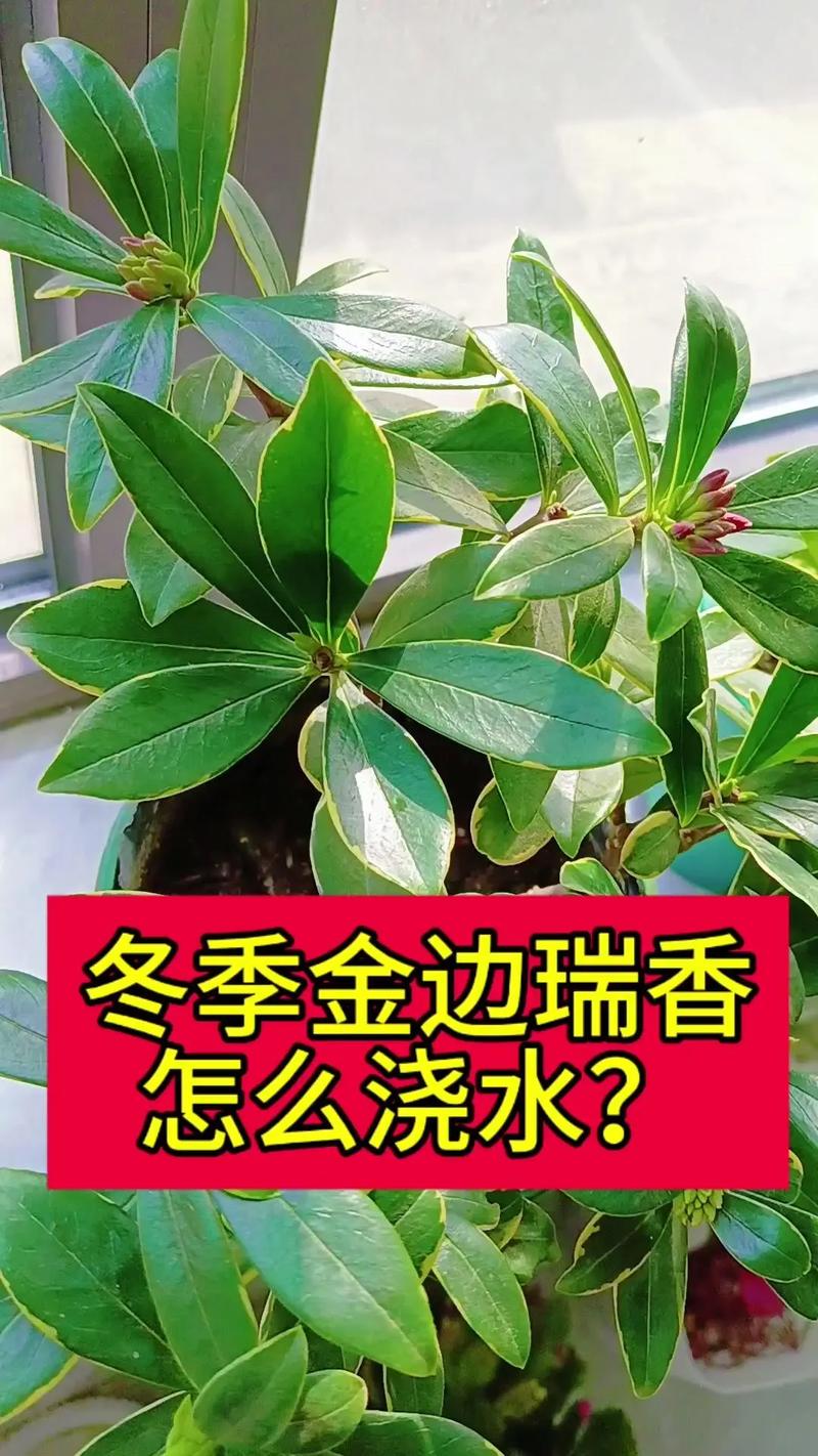 金边瑞香怎么养，金边瑞香怎么养殖方法和注意事项？-第3张图片-优品飞百科