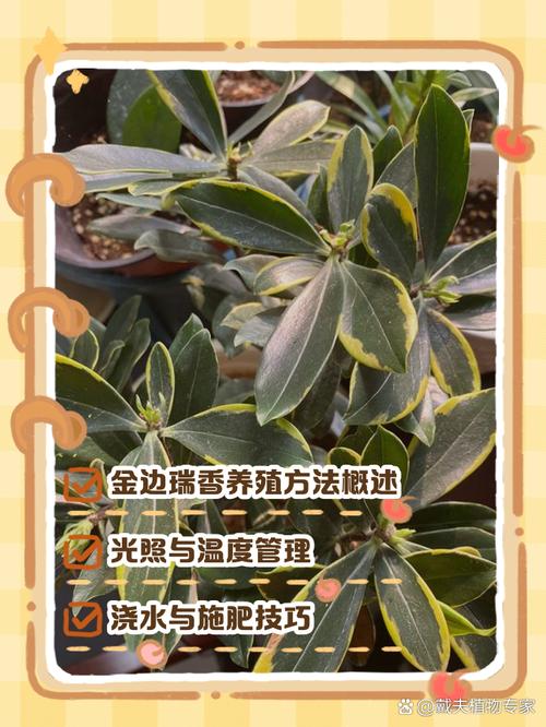 金边瑞香怎么养，金边瑞香怎么养殖方法和注意事项？-第4张图片-优品飞百科