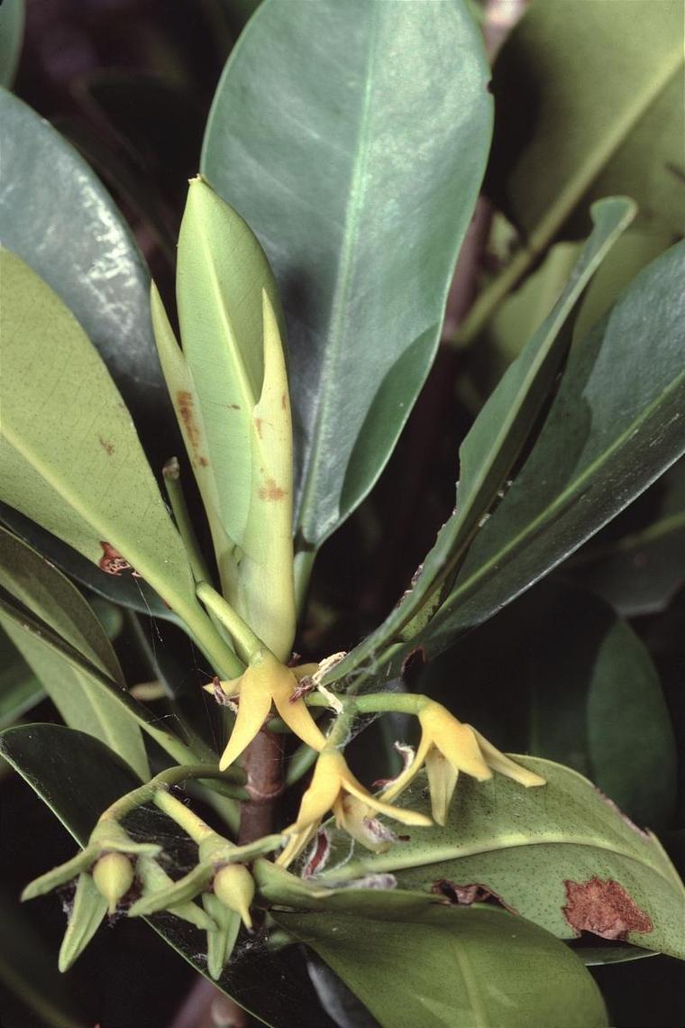 金边瑞香怎么养，金边瑞香怎么养殖方法和注意事项？-第5张图片-优品飞百科