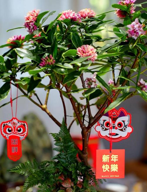 金边瑞香怎么养，金边瑞香怎么养殖方法和注意事项？-第6张图片-优品飞百科