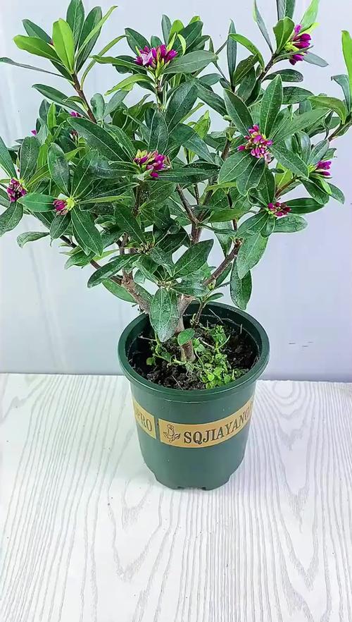 金边瑞香怎么养，金边瑞香怎么养殖方法和注意事项？-第8张图片-优品飞百科