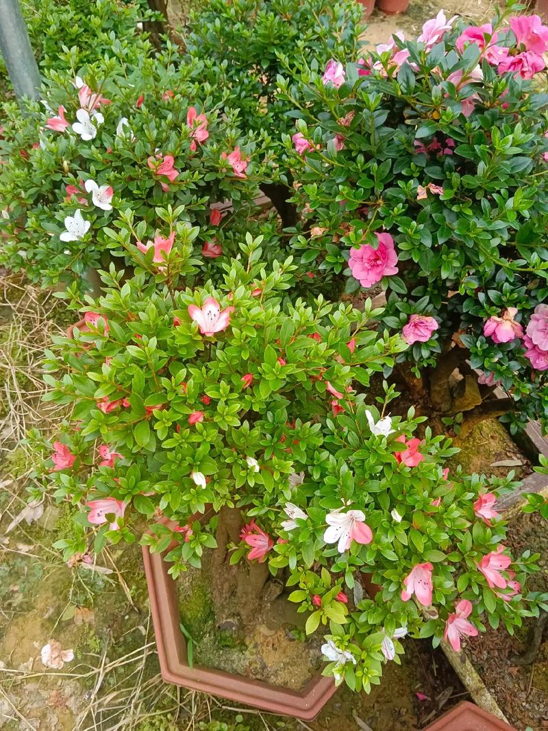 杜鹃花怎么嫁接，杜鹃花能扦插吗怎样扦杜鹃花？