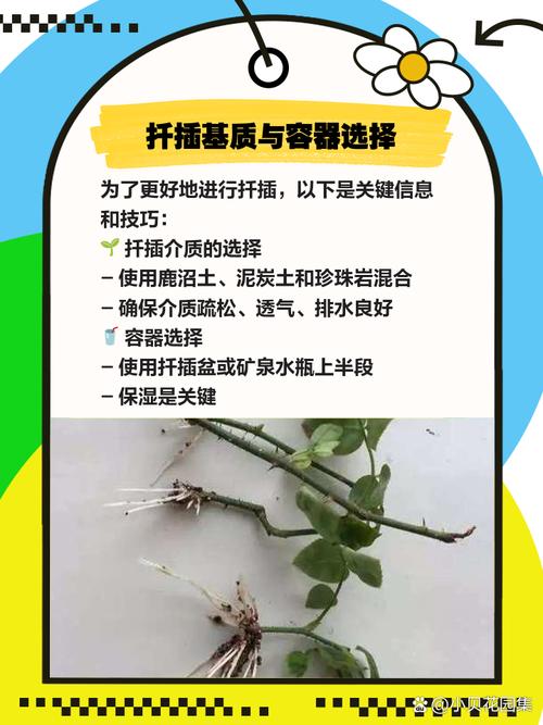 杜鹃花怎么嫁接,杜鹃花能扦插吗怎样扦杜鹃花?-第2张图片-优品飞百科 杜鹃花怎么嫁接,杜鹃花能扦插吗怎样扦杜鹃花?-第2张图片-优品飞百科