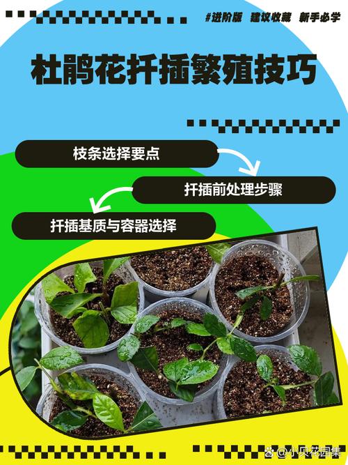 杜鹃花怎么嫁接,杜鹃花能扦插吗怎样扦杜鹃花?-第3张图片-优品飞百科 杜鹃花怎么嫁接,杜鹃花能扦插吗怎样扦杜鹃花?-第3张图片-优品飞百科