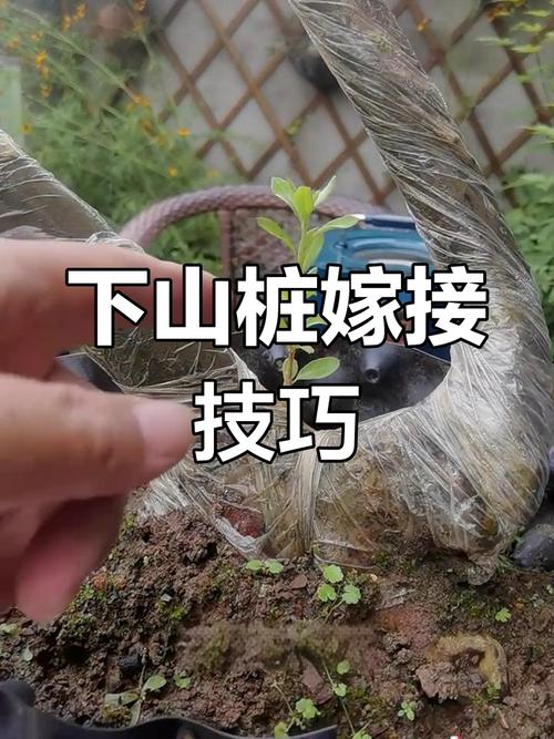 杜鹃花怎么嫁接,杜鹃花能扦插吗怎样扦杜鹃花?-第4张图片-优品飞百科 杜鹃花怎么嫁接,杜鹃花能扦插吗怎样扦杜鹃花?-第4张图片-优品飞百科