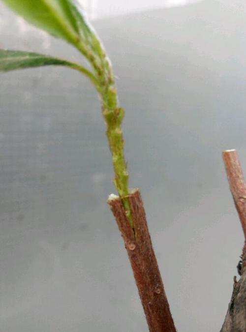 杜鹃花怎么嫁接,杜鹃花能扦插吗怎样扦杜鹃花?-第5张图片-优品飞百科 杜鹃花怎么嫁接,杜鹃花能扦插吗怎样扦杜鹃花?-第5张图片-优品飞百科