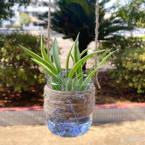 水培瓶里加点它？水培可以用塑料瓶吗？