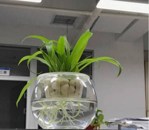 水培瓶里加点它？水培可以用塑料瓶吗？-第3张图片-优品飞百科