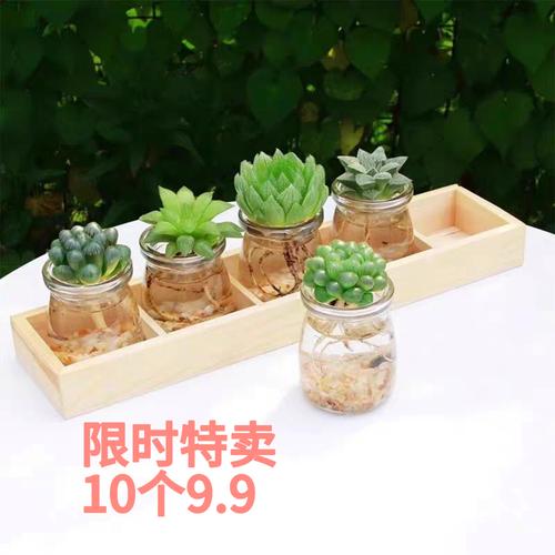 水培瓶里加点它？水培可以用塑料瓶吗？-第4张图片-优品飞百科