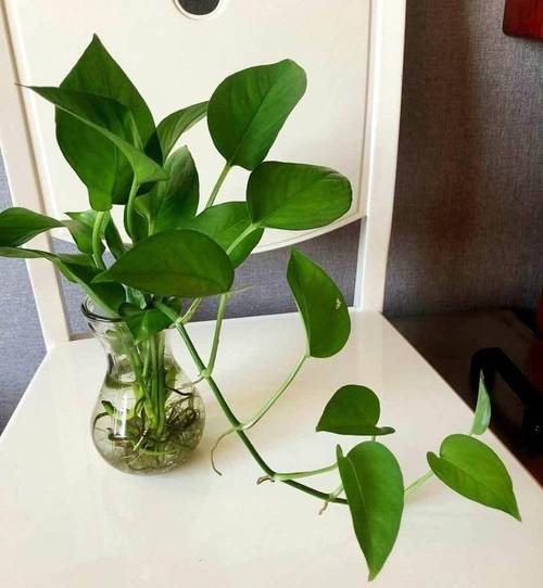 水培瓶里加点它？水培可以用塑料瓶吗？-第5张图片-优品飞百科