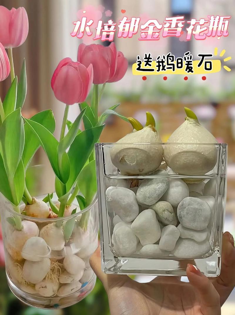 水培瓶里加点它？水培可以用塑料瓶吗？-第6张图片-优品飞百科