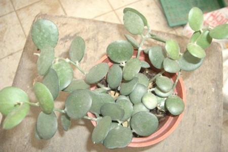 碧雷鼓施肥方法？碧雷鼓怎样浇水？