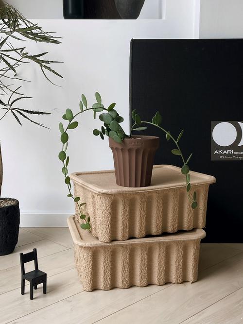 碧雷鼓施肥方法?碧雷鼓怎样浇水?-第3张图片-优品飞百科 碧雷鼓施肥方法?碧雷鼓怎样浇水?-第3张图片-优品飞百科