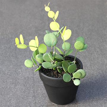 碧雷鼓施肥方法?碧雷鼓怎样浇水?-第4张图片-优品飞百科 碧雷鼓施肥方法?碧雷鼓怎样浇水?-第4张图片-优品飞百科