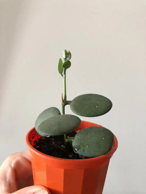 碧雷鼓施肥方法?碧雷鼓怎样浇水?-第5张图片-优品飞百科 碧雷鼓施肥方法?碧雷鼓怎样浇水?-第5张图片-优品飞百科