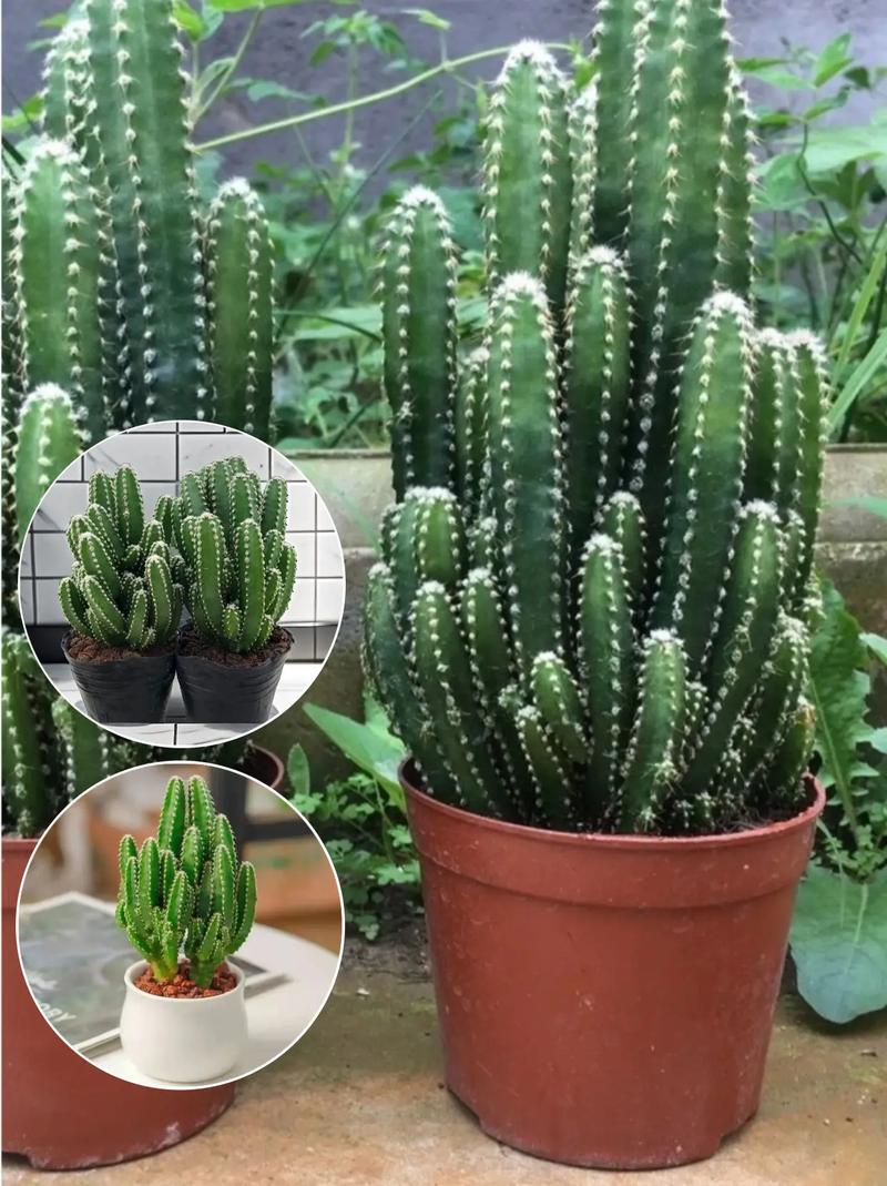 万重山为什么徒长，万重山为什么不绿了